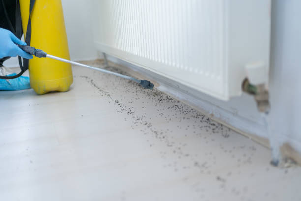 Best Wasp Removal Services  in Mary Esther, FL